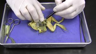 Frog Dissection [upl. by Sebastiano]