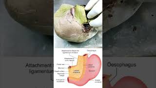 Attachment of lesser omentum on to the liver shorts anatomy biology [upl. by Charbonnier]