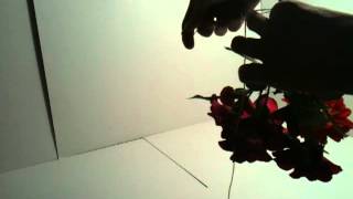 Faire sécher un bouquet  Conserver des plantes [upl. by Atelra]