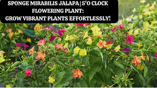 Sponge Mirabilis jalapa 5O Clock flowering plant Grow Vibrant Plants Effortlessly [upl. by Eleaffar]