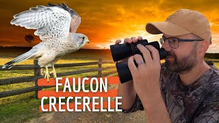 Faucon Crécerelle  Observation dun Nid faucon rapace [upl. by Imuy]