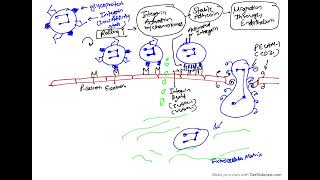 Pathology Lecture Acute inflammation part 2  cellular events Migration of Leukocytes [upl. by Aikrehs]