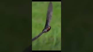 Why ALLAH chose ababil bird🔥viralshort ytshort islamicshort facts islam [upl. by Danae377]