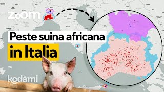 Peste suina africana comè arrivata in Italia e quali sono i rischi per gli animali e per luomo [upl. by Jaqitsch]