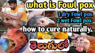 fowl pox natural treatment in telugu  fowl pox medicinefor chickens  fowl pox vaccine instructions [upl. by Chariot]