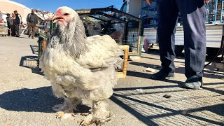 KONYA KANATLI HAYVAN PAZARI  TAVUK GÜVERCİN HİNDİ KAZ NE ARARSAN BURDA [upl. by Euqinu]