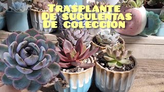 Acompáñenme a trasplantar estas hermosas suculentas de colección  El mejor sustrato para mis planta [upl. by Alimac842]