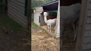 This Alpaca is Sooo Coool 🤣🤣🤣Aldenham Country Parkfarmanimals shorts [upl. by Machute]