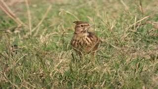 Crested Lark Cappellaccia Galerida cristata apuliae [upl. by Annahsal]