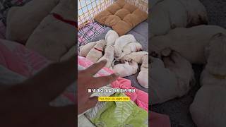 내 부탁좀 들어주소 몽실아 ㅋㅋ 남해 goldenretriever 리트리버 강아지 babydog [upl. by Tavia]