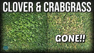 How To Get Rid of CLOVER and CRABGRASS with RESULTS [upl. by Kauffman883]