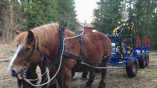 Skogsbruk med häst ardenner horse logging livet med hästar i skogen skogsbruk [upl. by Tamanaha]