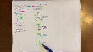 Amino acids at different pHs [upl. by Nylecsoj]