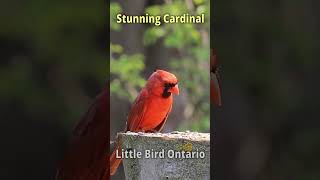 Stunning Cardinal [upl. by Converse981]