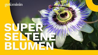 Sommerblumen die garantiert nicht alle haben [upl. by Vaughan559]