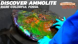 What is Ammolite A Rare and Most Colorful Fossil Gemstone [upl. by Llevel]