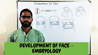 DEVELOPMENT OF FACE  EMBRYOLOGY [upl. by Backer633]