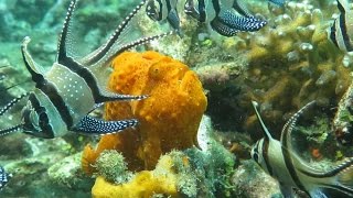 Incredible footage of Frogfish eating Also in slow motion Lembeh Strait Indonesia [upl. by Susejedairam]