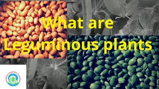 Leguminous plants  What are leguminous plants science learning academy [upl. by Haizek]