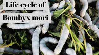 Life cycle of bombyx Mori [upl. by Eusebio]