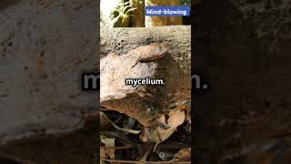 The Largest Living 🤔 Organism on Earth🌍 A Fungus🥶 subscribe mindfacts Mindblowing🤯 [upl. by Erdna253]