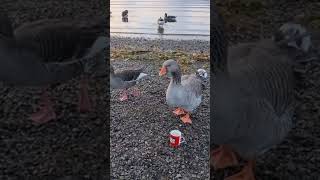 CHEEKY GOOSE DRANK MY TEA Derwent Water Keswick shorts goose lakedistrict [upl. by Apollus]