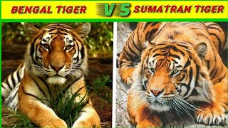 Creature Comparison Bengal Tiger 🐅 vs Sumatran Tiger 🐅 159k subs [upl. by Tocs]