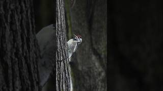 YellowBellied Sapsucker [upl. by Ixela868]