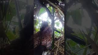 Greater coucal bird brings birds beautifulbird nature birdspecies birdtypes goose [upl. by Llibyc]