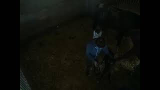 Windhover Farm Live Stream  Gemmas Foal [upl. by Hirst366]