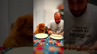 More funny cute dogs for your viewing pleasure relaxmydog dogs funny funnydogs compilation [upl. by Frager]