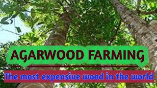 Agarwood farming and inoculation process 2021 [upl. by Annadiane]