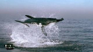 IVTV Nature Channel  Great White Breach [upl. by Eob]