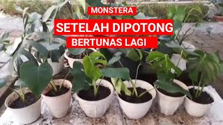 Cara Memperbanyak Monstera Dengan Tunas Hasil Steksansidea59 [upl. by Treblig122]