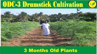 ODC 3 Drumstick  Moringa Cultivation 3 month old by Indian Agri Farm call 9976234926  9619091811 [upl. by Roumell]