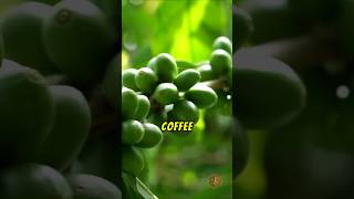 Facts about Green Coffee 🍏☕❤️😋🤯 greencoffee greencoffeebeans coffee coffeelover coffeefacts yt [upl. by Rowley639]