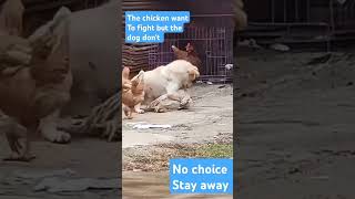 But the end the dog look angry to the chicken before leaving [upl. by Einafit]