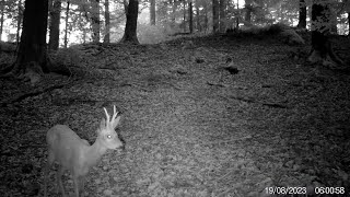 Secacam Wildkamera 36  Rehe im Wald 6 [upl. by Onibas]