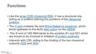 16S rRNA sequence Analysis [upl. by Gilead588]