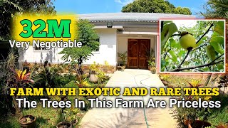 Farm With Exotic Fruit Bearing Trees and Fishpond  San Antonio Zambales [upl. by Nwahc302]