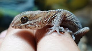 Meet Criz P My Pictus Gecko Juvenile Pareodura Picta Set Up [upl. by Oram911]