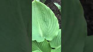 Хоста  Hosta  quot Sourpuss» Сауэрпасс [upl. by Nosnev]