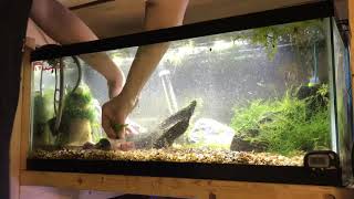 Aquascaping my Wild Molly Tank [upl. by Llednyl]