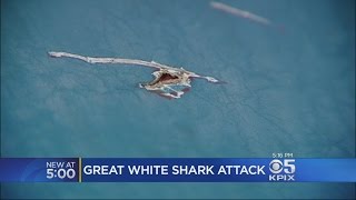 Great White Shark Attacks Fishing Boat Off Santa Cruz Coast [upl. by Synned476]