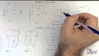 Dental Anatomy Mandibular Molars [upl. by Yevol]