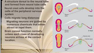 92 Neuronal Proliferation Migration amp Aggregation [upl. by Atiuqehs47]