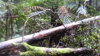 The Wolgan Valley Line  Australia [upl. by Eelnodnarb769]