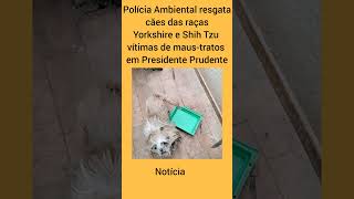 Polícia Ambiental resgata cães das raças Yorkshire e Shih Tzu vítimas de maustratosnoticias [upl. by Emlin]