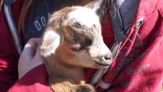 Nigerian Dwarf Baby Goat Buckling Bleating 5 Days Old 2016 02 27 065 [upl. by Sorenson]