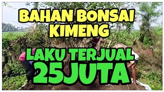 Bahan bonsai kimeng laku 25 juta [upl. by Enriqueta]